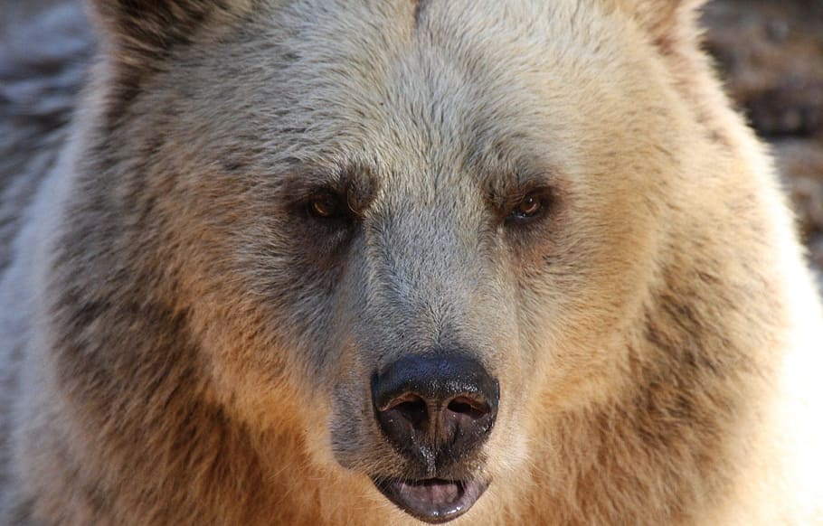 foto de primer plano, marrón, oso, oso pardo, vida silvestre, salvaje, mamífero, pelaje, depredador, Alaska