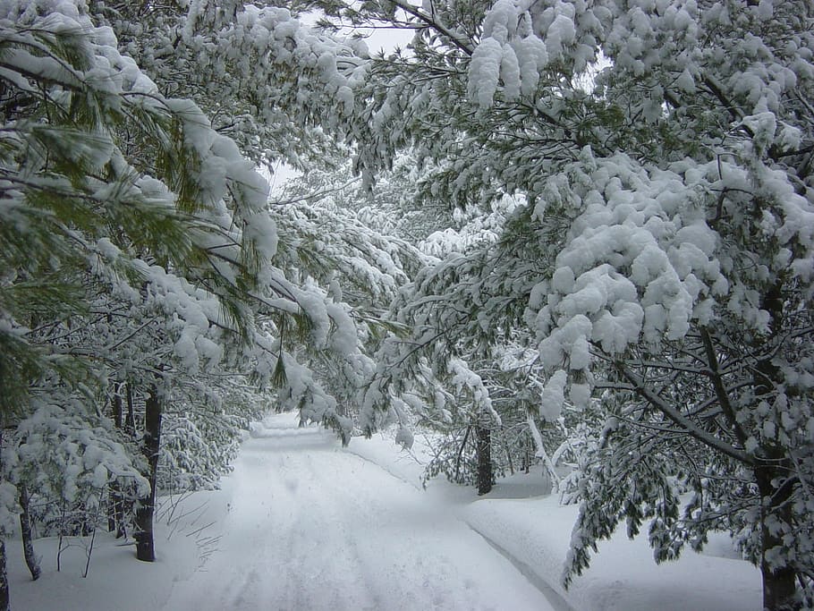 estrada arada de neve, durante o dia, inverno, neve, árvores, coberto, branco, nevado, ramos, folhas