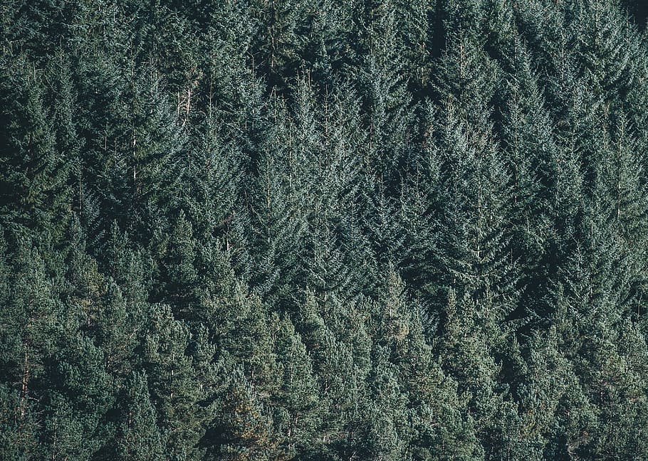 aerial, green, trees, aerial photo, forest, gray, pines, wood, backgrounds, pattern
