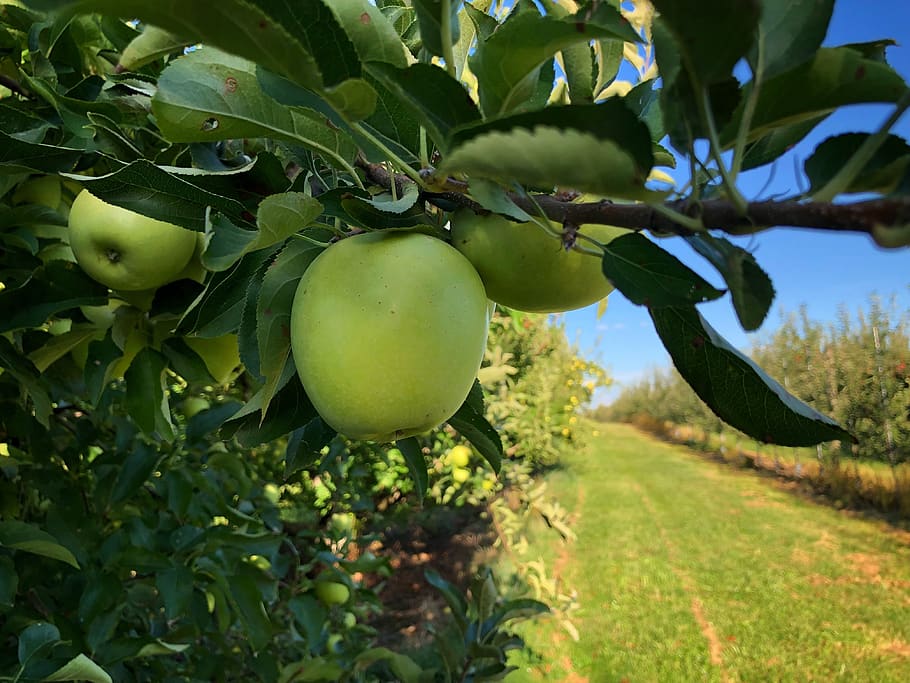 apple, apple tree, fruit, orchard, wood, nature, green, ripe, harvest, delicious
