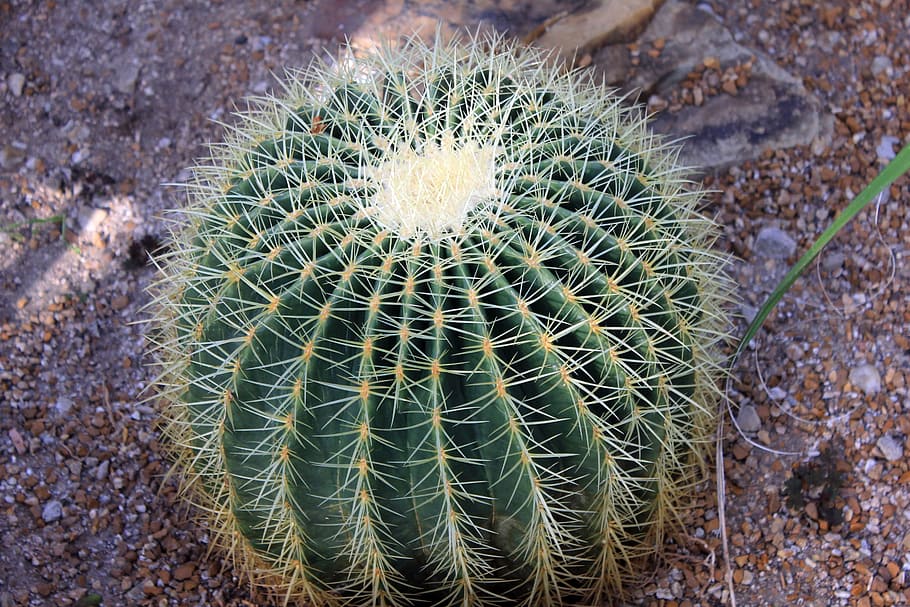 dorado, cactus barril, cactus de barril dorado, cactus, bola de oro, echinocactus grusonii, espinas, planta, espina, espiga