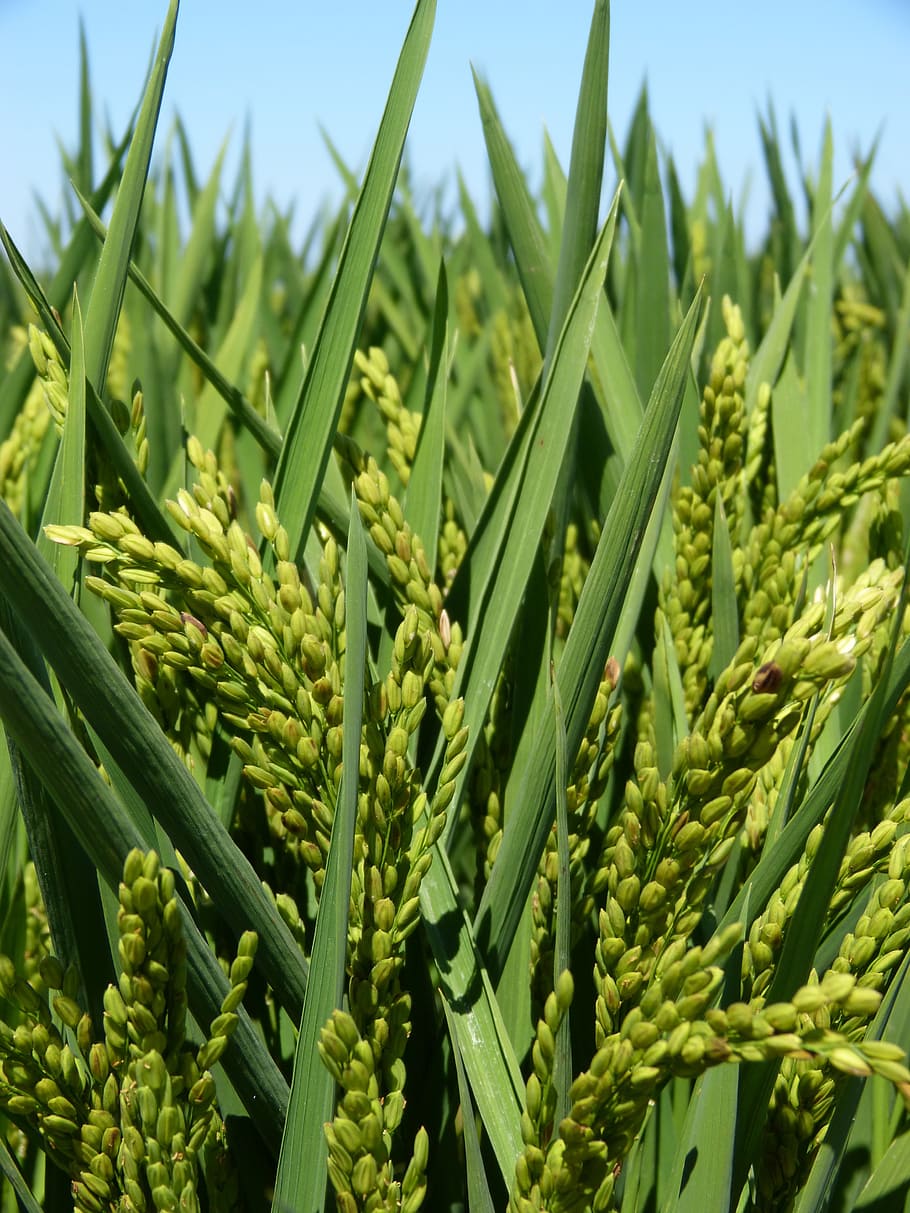 fotografi jarak dekat, hijau, tanaman padi, Beras, Padi, Delta Ebro, pertanian, warna hijau, pertumbuhan, tanaman