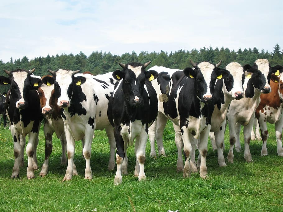 cow, animal, beef, cattle, ruminant, milk cow, domestic, domestic animals, livestock, mammal