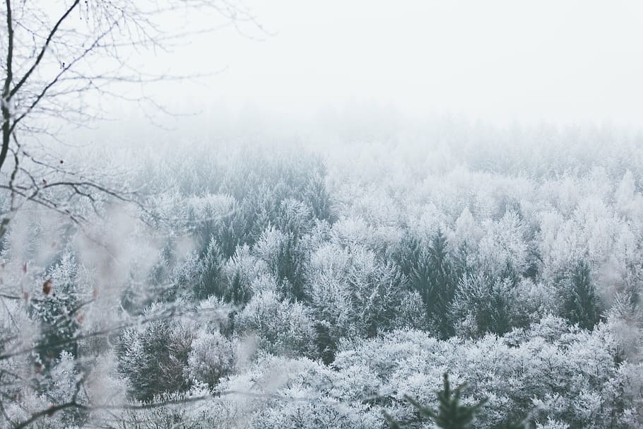 árboles, cubierto, nieve, durante el día, invierno, montaña, paisaje, aventura, vista, cielo