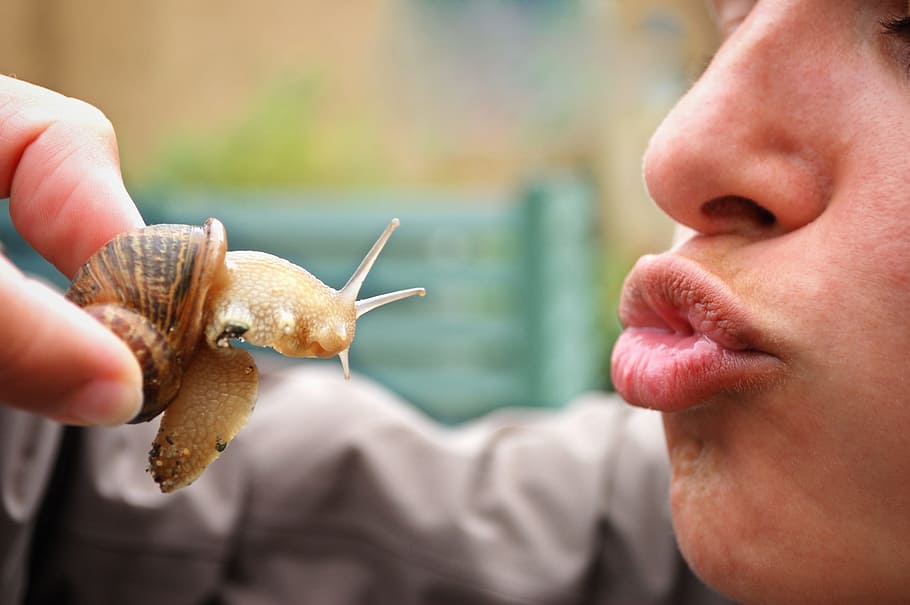 Snail, Kiss, Reptile, Close, Shell, woman, culinary, gastronomy, insect, eat