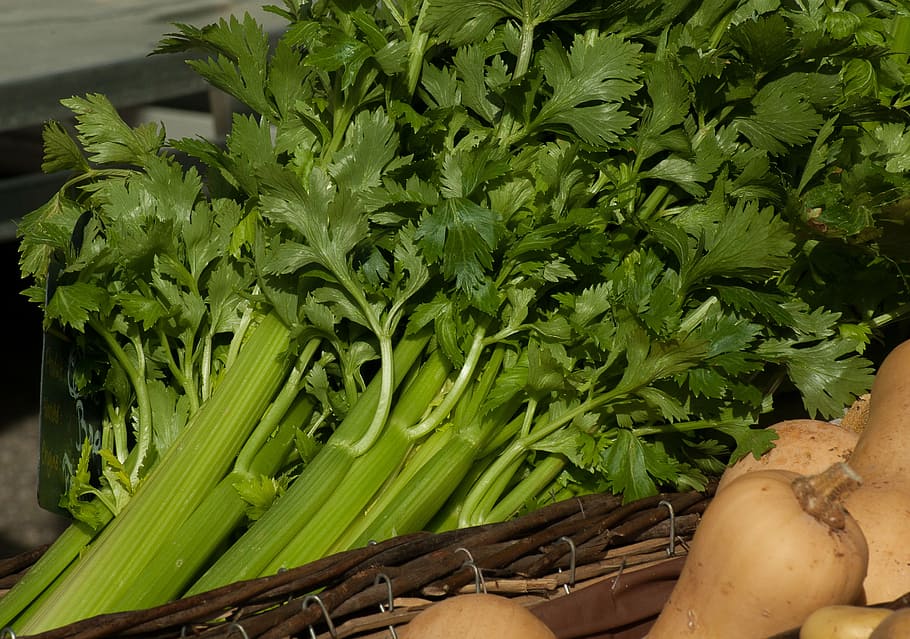 bunch of celery, vegetables, celery, turnips, green, food and drink, vegetable, green color, food, healthy eating
