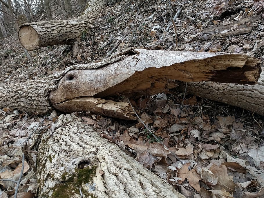 log, wood, fallen trees, crocodile, alligator, imagination, nature, decomposition, whimsical, woods