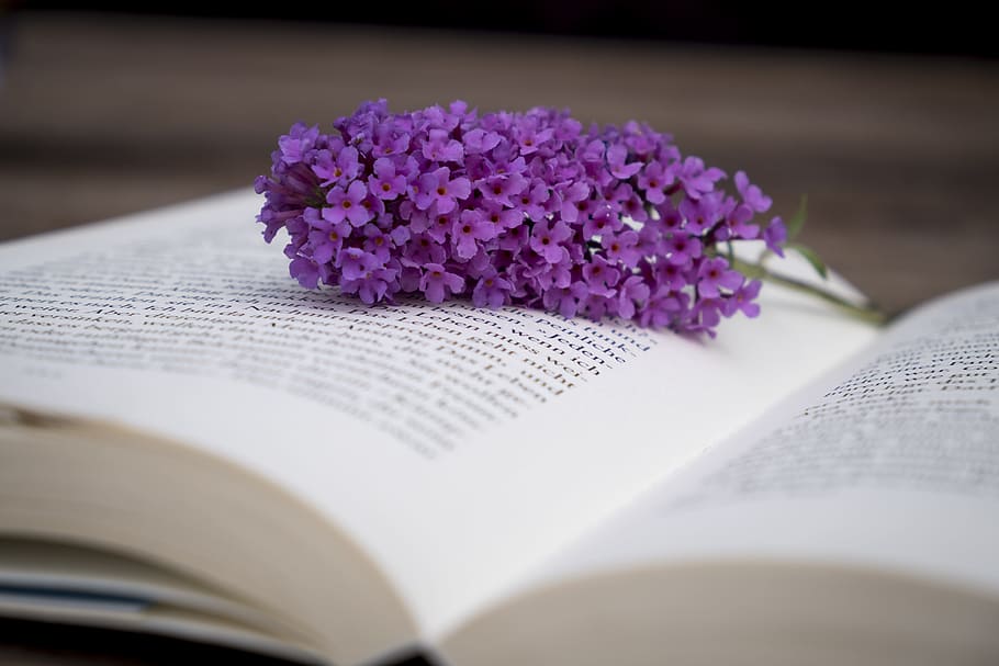 purple, cluster flowers, top, opened, book, education, pages, read, literature, learn
