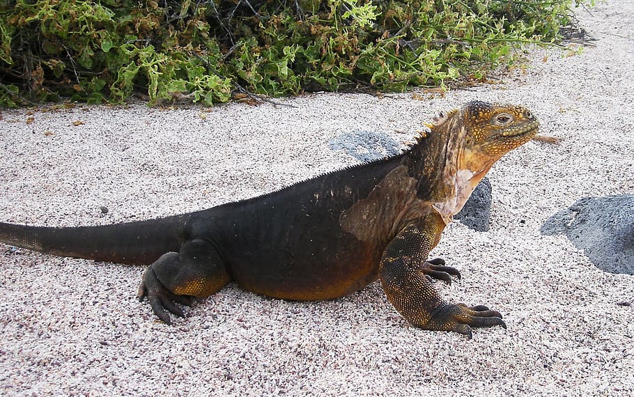 iguana, galápagos, isla, reptil, naturaleza, conservación, ecuador, pacífico, animal, temas de animales