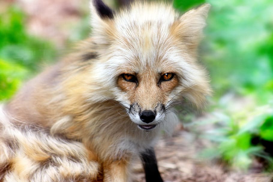 fox, animal, mammal, wildlife, nature, canine, carnivore, red, fur, fauna predator