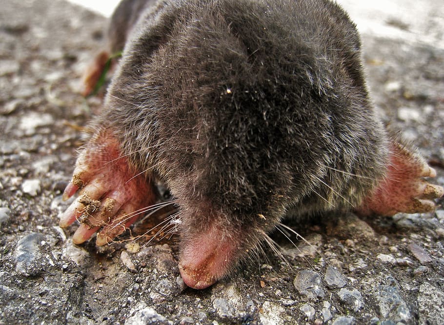 mole, talpidae, insect eater, mammal, tierchen, furry, small, cute, fur,  animal world | Pxfuel