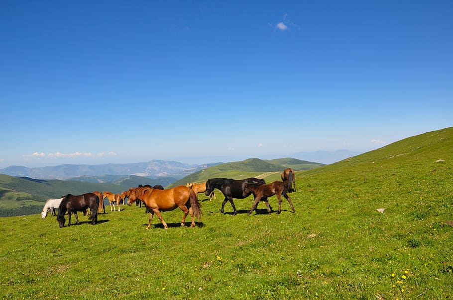 horses, standing, grass field, day, the vast, mountain, horse, nature, grass, meadow