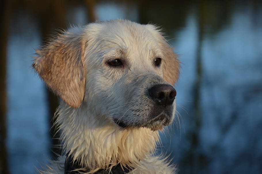shallow, focus photo, white, dog, daytime, dog runs, animal, nature, fun, dog human