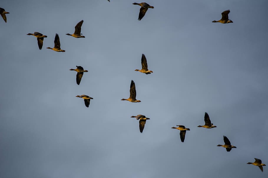 wild geese, migratory birds, bird migration, bird, flying, nature, animal, flock Of Birds, wildlife, group Of Animals