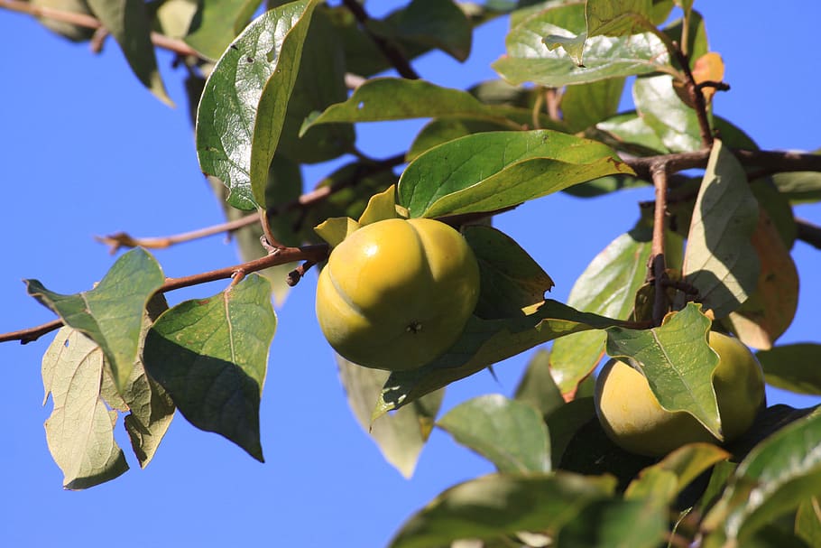 persimmon, plants, autumn, fruit, nature, wood, in autumn, home, sky, leaf