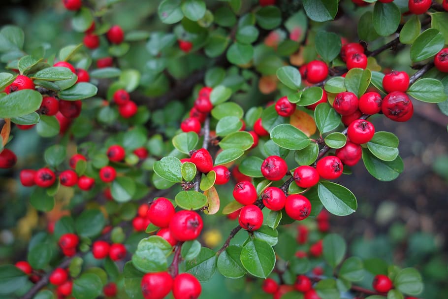 autumn, cotoneaster, berries, red, plant, ornamental plant, fruit, garden, bush, small-leaved