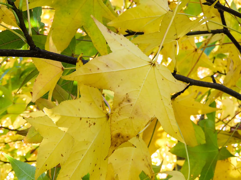 daun maple kuning, kuning, berdaun, pohon, daun, cabang, warna hijau, tanaman, duri, bunga