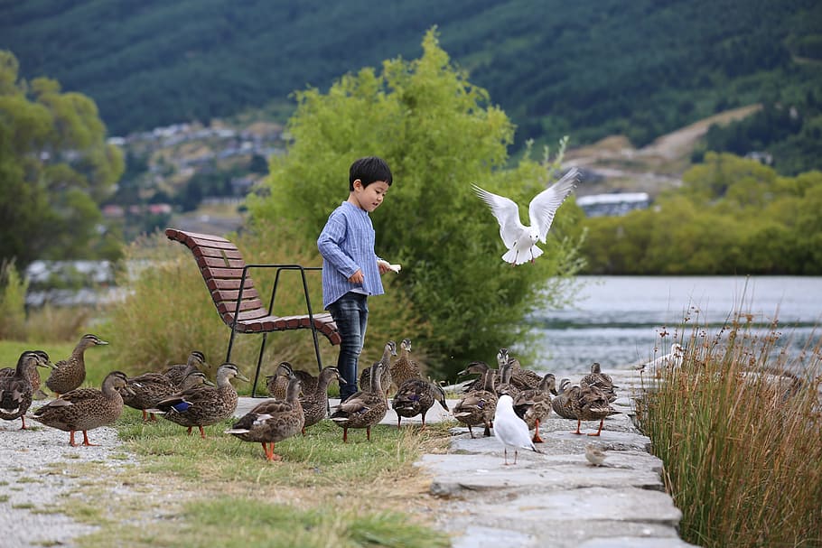 Duck, Birds, Feed, Seagull, New Zealand, queenstown new zealand, boy, child, joke, park