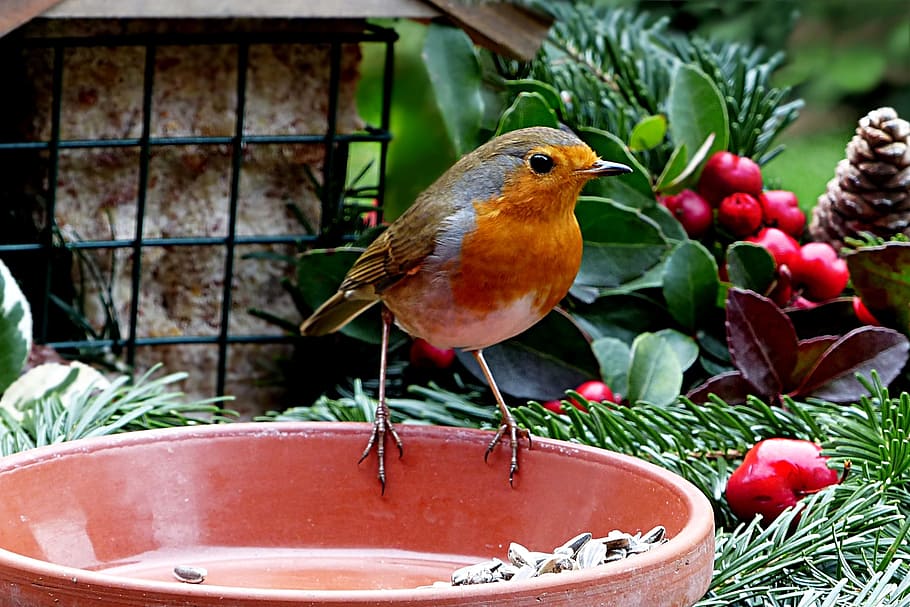 focused, orange, brown, bird, perched, bowl, animal, robin, erithacus rebecula, hungry