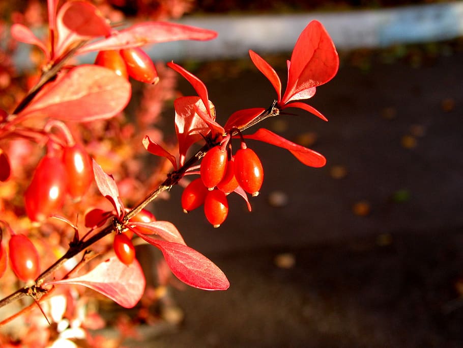 barberry, autumn, berry, plant, red, leaf, plant part, nature, growth, tree