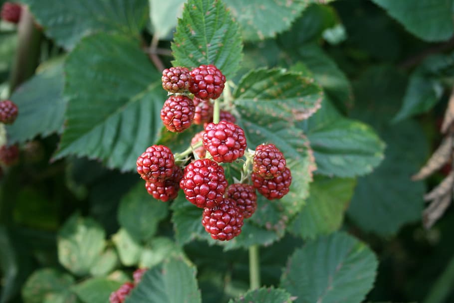 Blackberries, Garden, Berries, Fruits, leaves, fruit, food and drink, growth, red, freshness