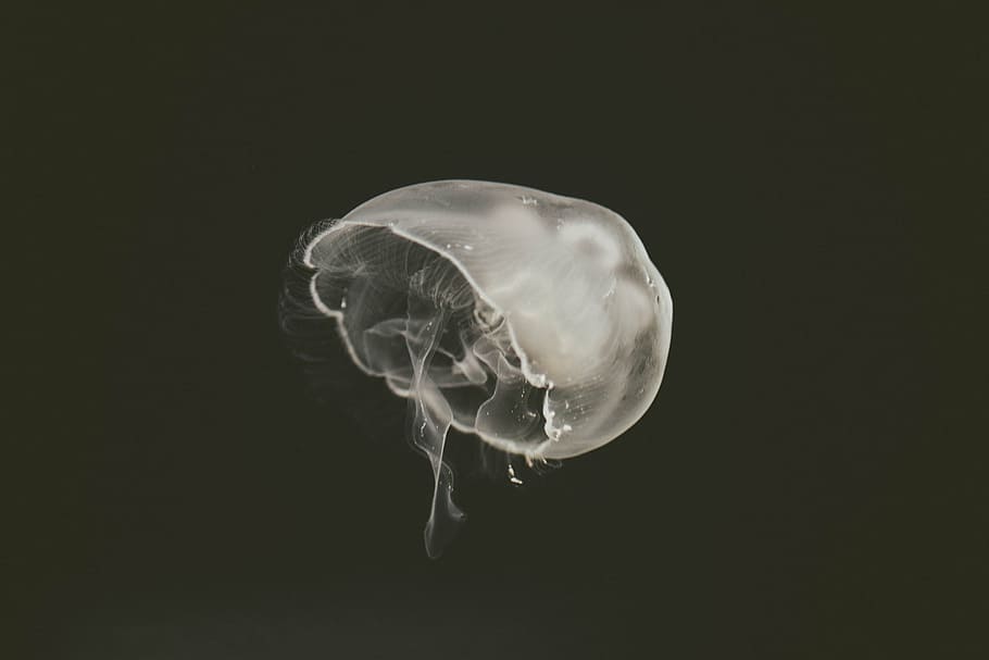 medusas blancas, medusas, acuáticas, animales, oceánicas, submarinas, en blanco y negro, animales en la naturaleza, temas de animales, fauna animal