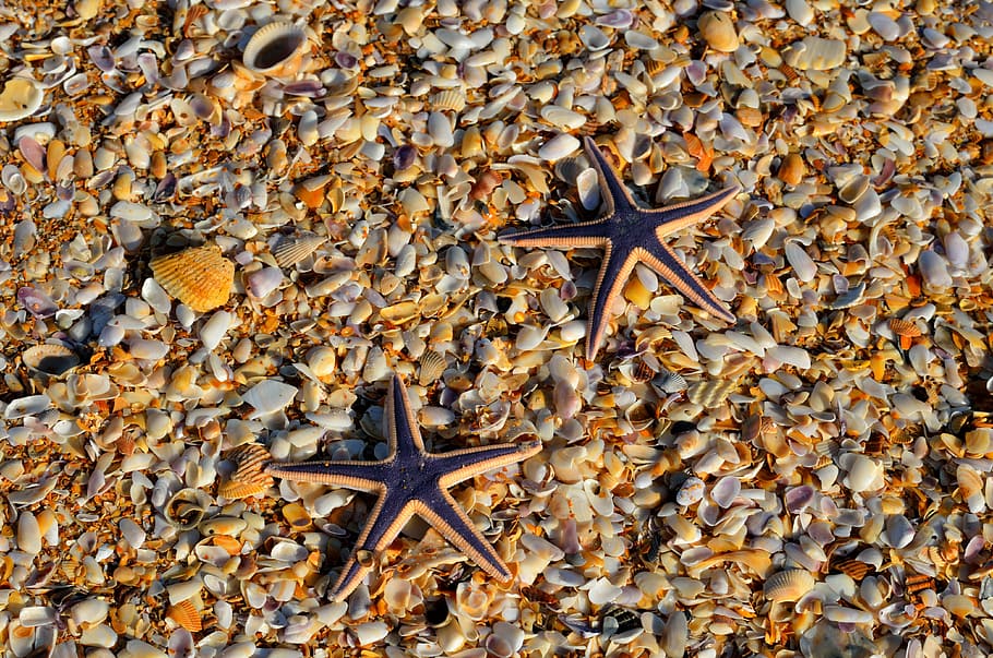 close-up photo, two, brown-and-black starfish, starfish, wildlife, nature, ocean, marine, sea, nobody