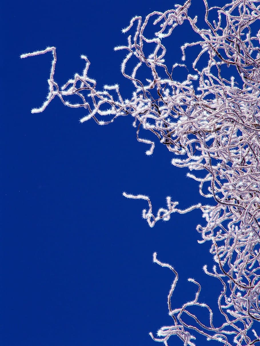 sparkle, rime, sky, blue, twisted willow, branches, twigs, winter, nature, cold temperature