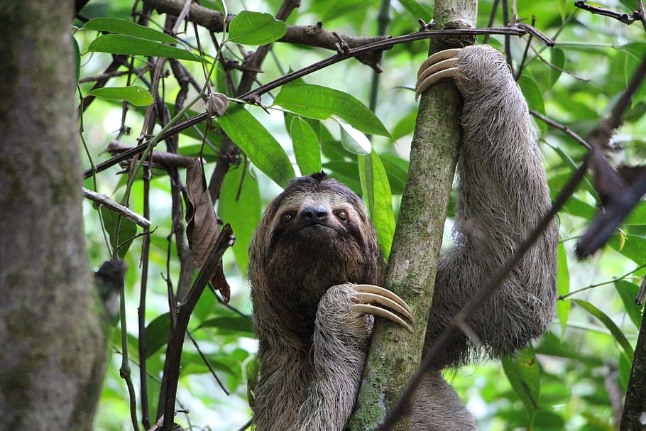 wildlife photography, sloth, three finger sloth, jungle, costa rica, rainforest, nature, national park, central america, antonio manuel
