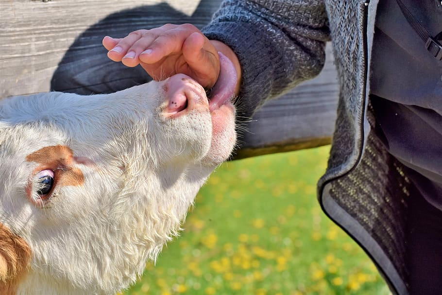 person petting, white, cow, beef, cattle, bovine ear, ruminant, livestock, horns, alm