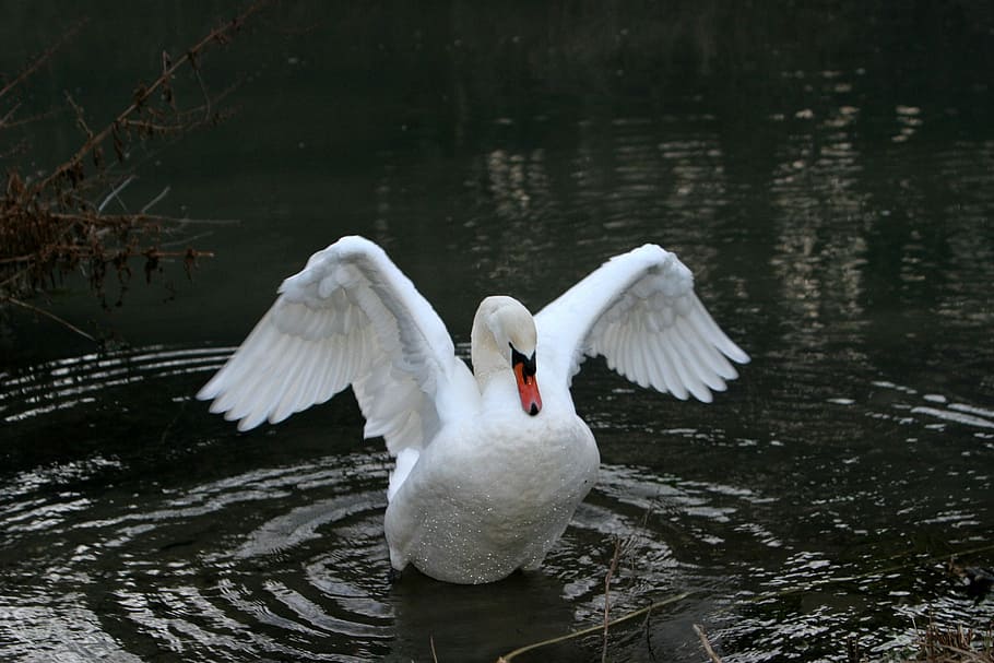 Altmühl, Swan, Plumage, Water, Bayou, bird, spread wings, animals in the wild, one animal, white color