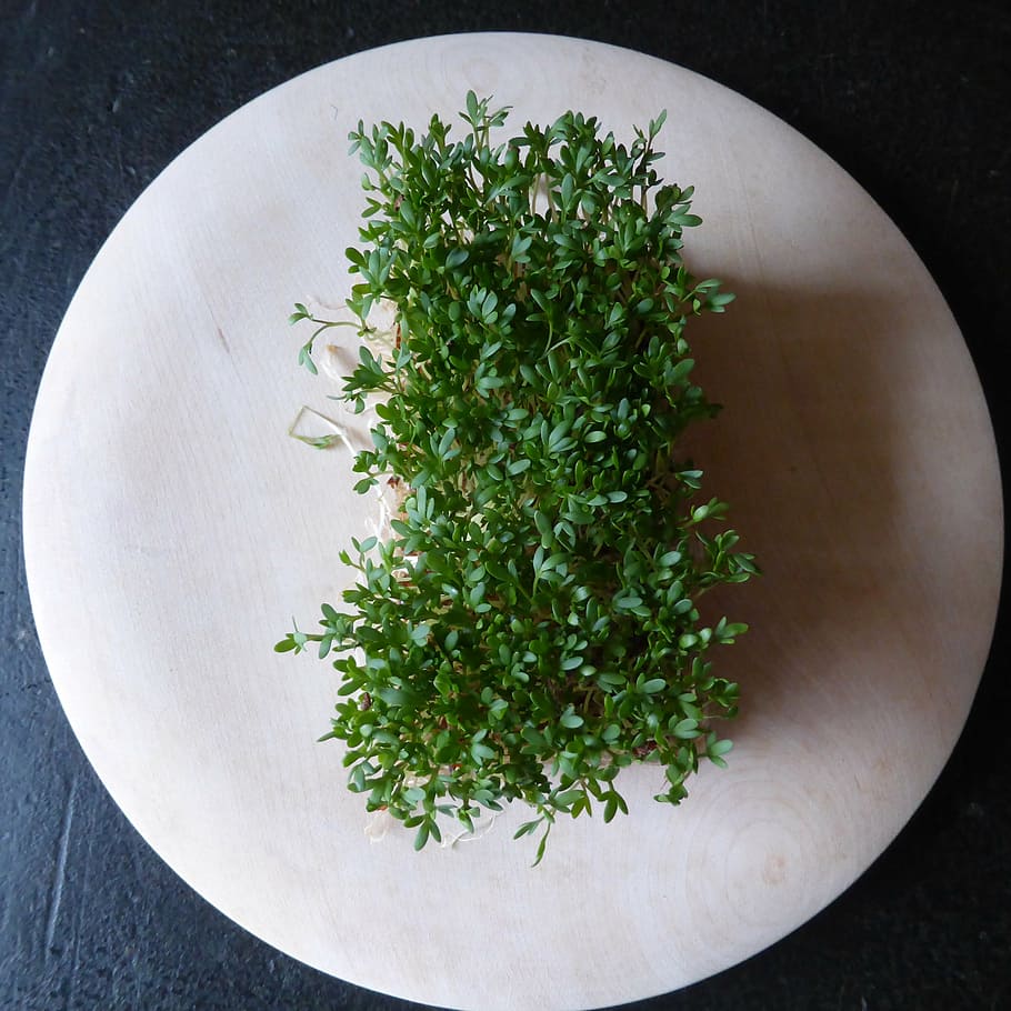 cress, herbs, green, plant, spice, frisch, healthy, herb garden, nutrition, directly above