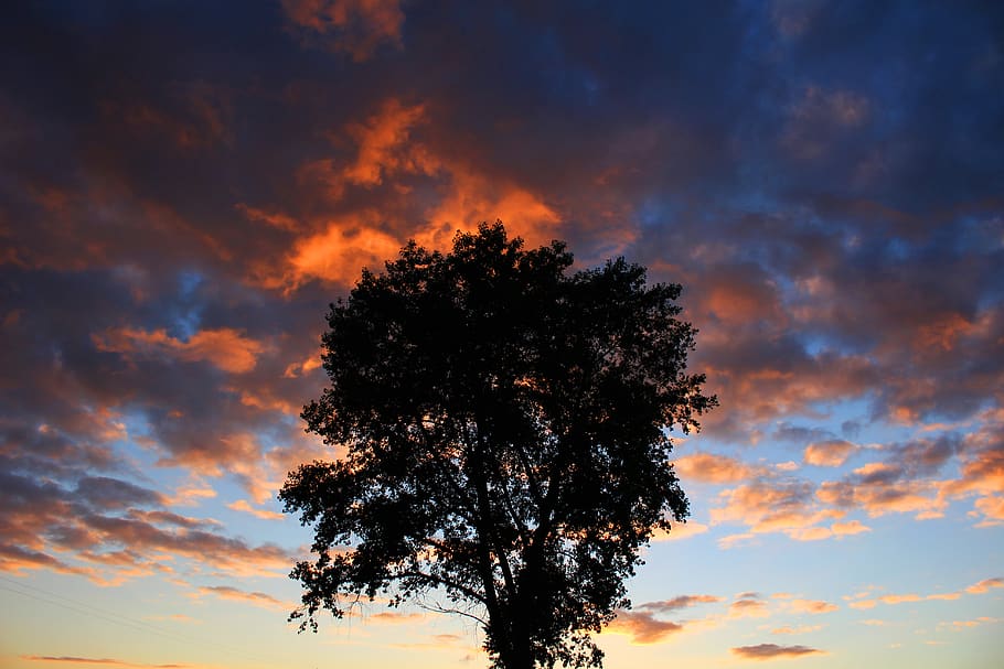 madeira, céu, pôr do sol, região, solitário, humor, céu nublado, laranja, ainda vida, árvore