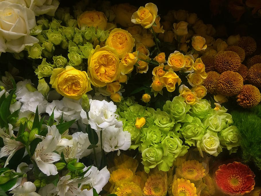rosa, amarillo, blanco, verde, floristería, flores, departamento, centro de yokosuka, japón, flor