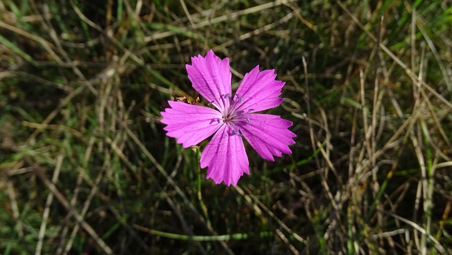 campion, flower, plant, blossom, bloom, pointed flower, close up, dianthus, pink, flowering plant