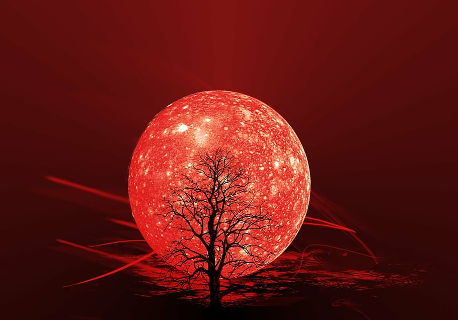 bare, tree, front, red, moon illustration, the background, moon, wallpaper, abstraction, graphics