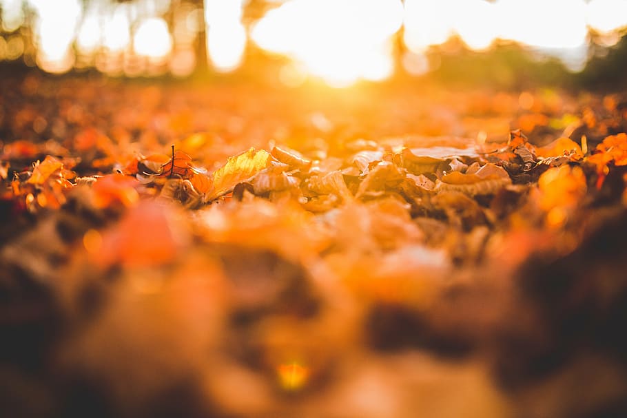 coklat, kering, daun, tanah, layu, lantai, alam, musim gugur, sinar matahari, fokus selektif