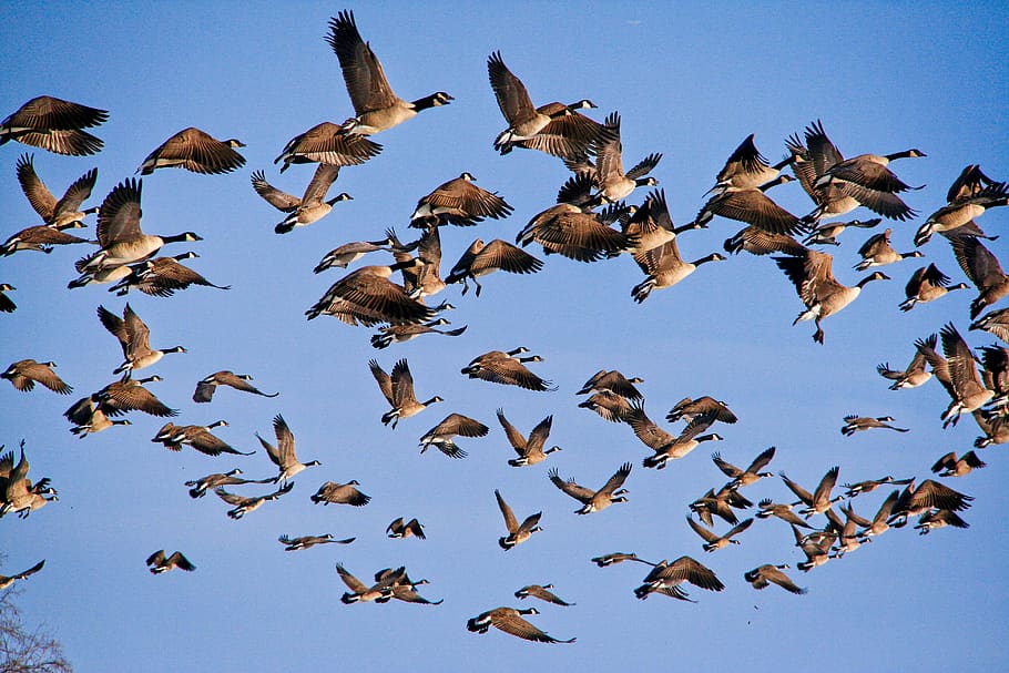 geese, flying, flock, goose, animals, skies, fly, bird, large group of animals, animals in the wild