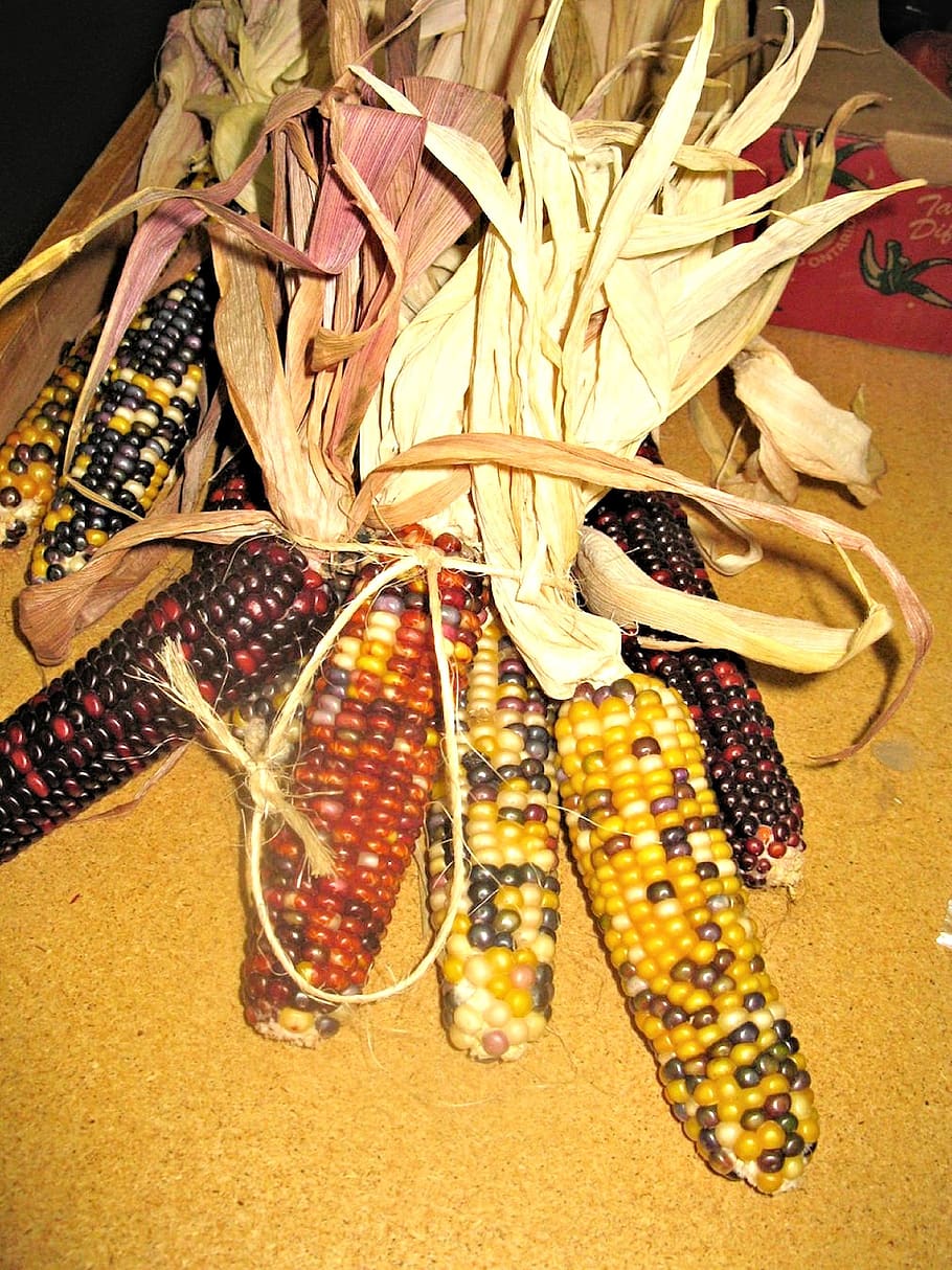 milho ornamental, ontário, outono, mercado, milho, comida e bebida, comida, espiga de milho, vista de alto ângulo, frescura