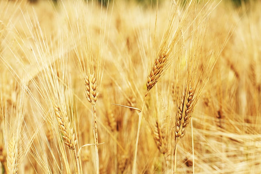 brown, wheat, shallow, focus photography, wheat field, cornfield, cereals, field, grass, agriculture