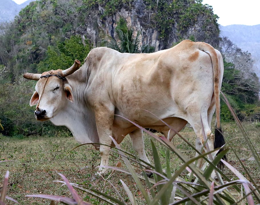 brown, white, cattle, green, grass field, daytime, bull, viñales valley cuba, nature, animal