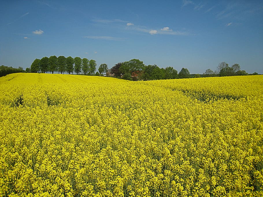 mecklemburgo, céu, horizonte, alemanha, natureza, paisagem, céu azul, amarelo, perfumado, agricultura
