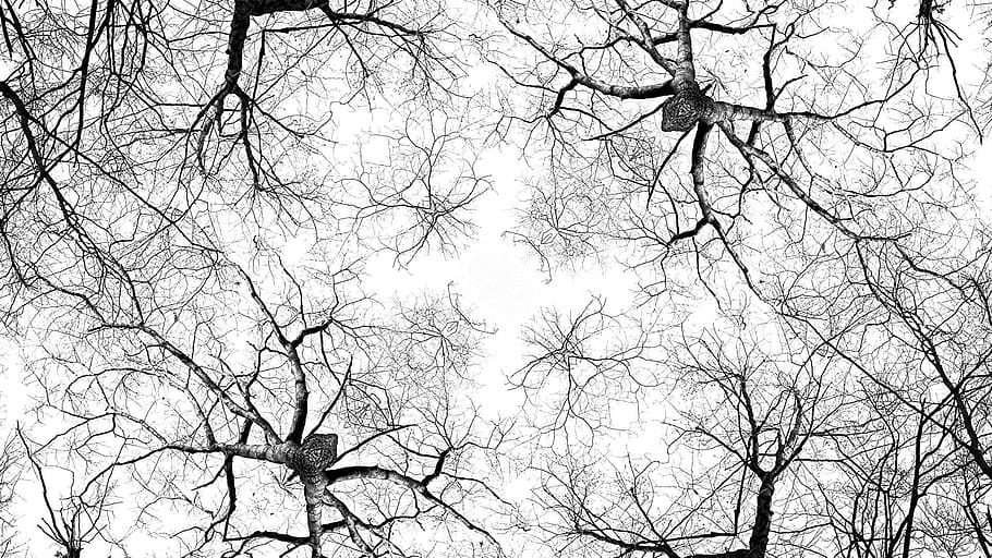 worm-eye, view photo, leafless trees, Tree, Knots, Bark, Kaleidoscope, Pattern, sacred geometry, concentric sign