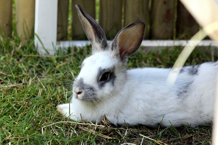 rabbit, a pet rabbit, white rabbit, animal, pet, living nature, cute, grass, summer, green grass