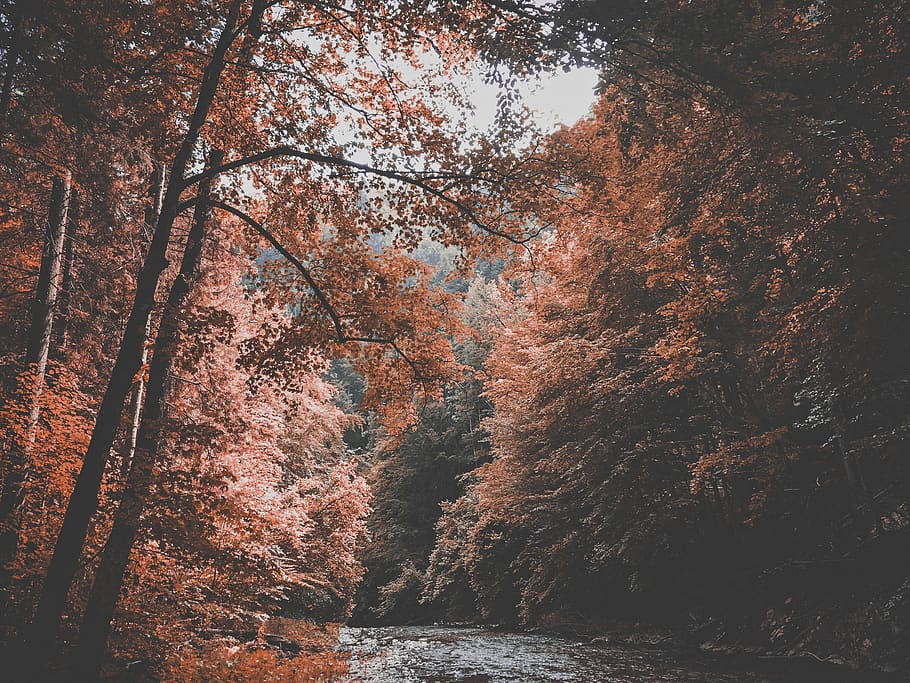 nature, landscape, trees, forest, stream, river, branches, lush, picturesque, tree