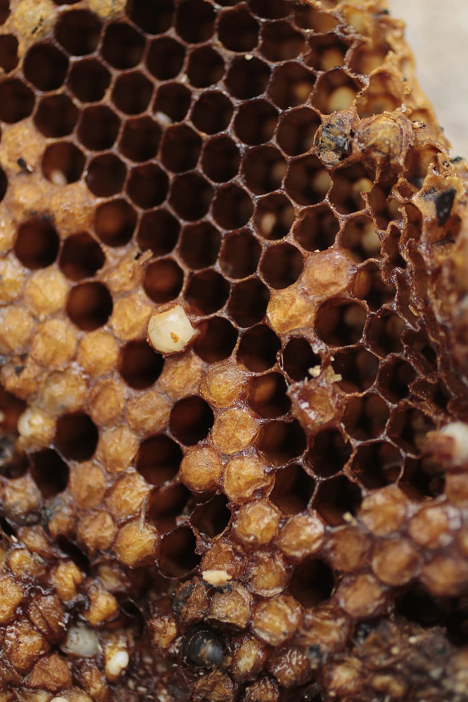 bee, input, diaper, ivy, honeycomb, close-up, beehive, apiculture, pattern, animals in the wild