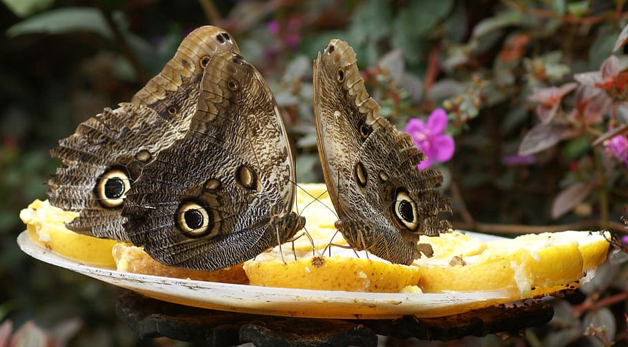 butterflies, nature, calarca, quindio, colombia, focus on foreground, animal, animal themes, close-up, animals in the wild
