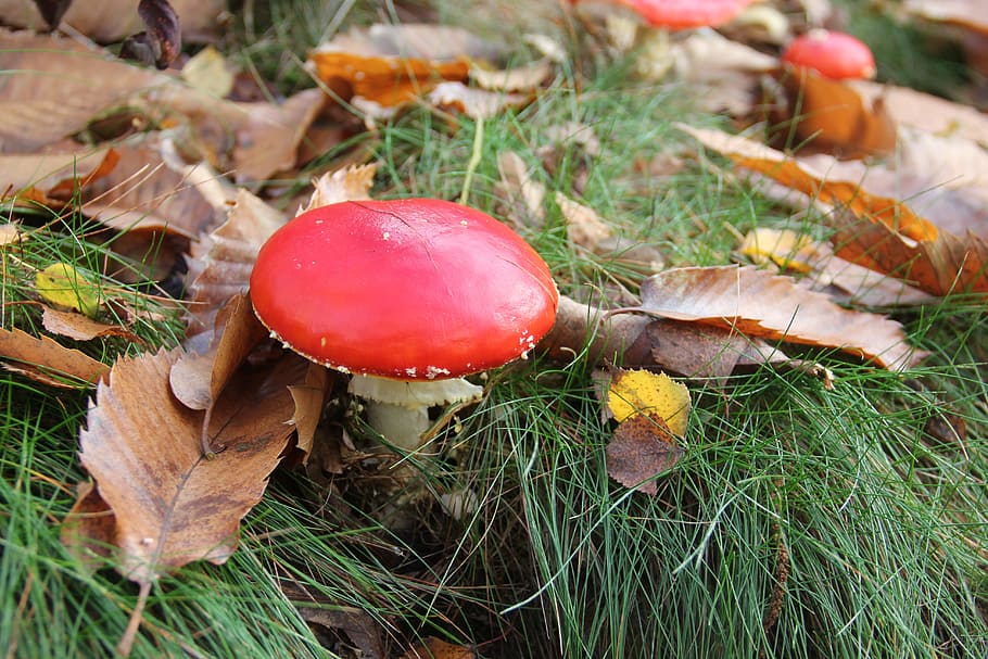 Соленые красные грибы. Осенние грибы красного цвета. Красный гриб фото съедобный. Красные грибы на дереве. Гриб в Красном платочке.