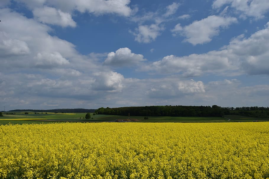 oilseed rape, nature, yellow, spring, agriculture, field of rapeseeds, oilseed rape plants, field of flowers, plant, summer