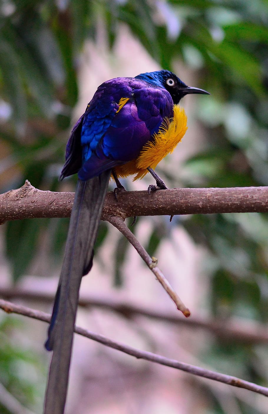 púrpura, amarillo, pájaro posado, árbol, estornino brillante, pájaro, mosca, alas, pluma, fauna silvestre